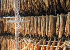 IGR: podwyżka akcyzy to uderzenie w polskich producentów tytoniu