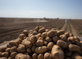 Ziemniaki: wyższy areał, niższe zbiory i rekordowe ceny