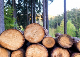Nowe zasady sprzedaży drewna w Lasach Państwowych