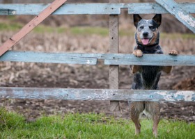 Kto pokrywa szkody wyrządzone przez psa rolnika?