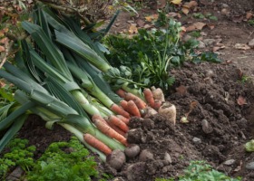 Podsumowanie tegorocznego sezonu uprawy warzyw