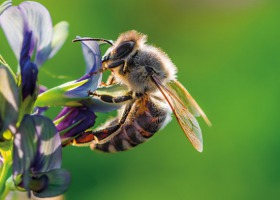 Mniej pestycydów = więcej pszczół?
