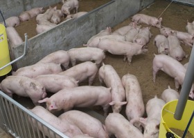 ASF: Wielkopolscy hodowcy świń w panice