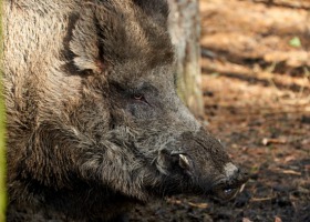 ASF na zachodzie Polski: GLW informuje o nowych przypadkach