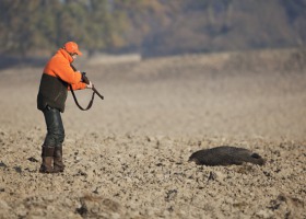 ASF: Zasady bioasekuracji w trakcie polowań na dziki