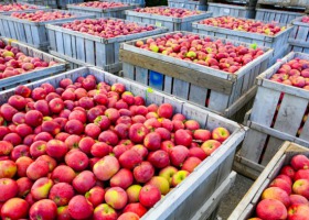 Tajwan - kolejny azjatycki rynek otwarty dla polskich jabłek