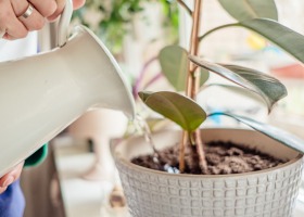 Jak zadbać o rośliny doniczkowe w domu podczas zimy?