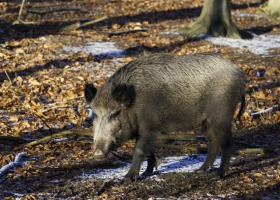 ASF: już tylko 20 km od granicy z Niemcami