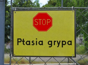 Który jest indykiem z domu i poza domem w prawdziwym życiu