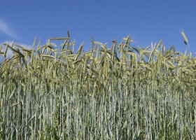 Kalkulacje rolnicze: pszenżyto ozime