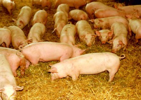 Jak ocenić dobrostan świń w gospodarstwie?