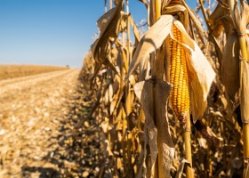 Dobry sezon dla producentów kukurydzy?