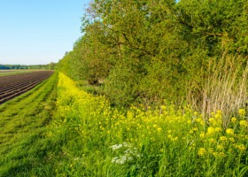 Bioróżnorodność uratuje nas przed wymieraniem gatunków?