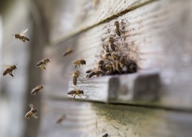 Pszczelarz oskarżony za użądlenie pszczoły