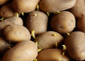 Jak poprawnie przeprowadzić podkiełkowywanie bulw ziemniaka?