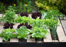 Allelopatia w warzywniku - dobre i złe sąsiedztwo warzyw
