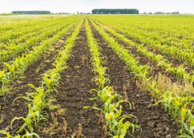 28 nowych odmian kukurydzy w Krajowym Rejestrze