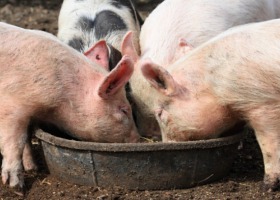 KE proponuje złagodzenie zakazu paszowego „feed ban”