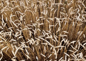 Nowe odmiany zbóż ozimych 2020
