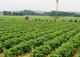 COVID-19 - co z zatrudnieniem w rolnictwie?