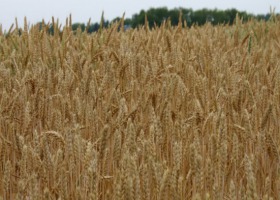 Jaka pszenica jara do uprawy ekologicznej?