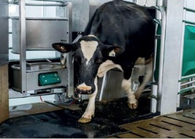 Nowe technologie w zarządzaniu stadem bydła mlecznego