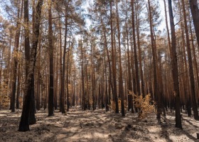 Zagrożenie pożarowe w lasach! Czy spacery są bezpieczne?