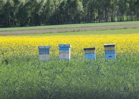 Pszczoły – jak nie dopuścić do ich zatrucia?
