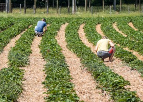 Rolnictwo potrzebuje pracowników ze Wschodu
