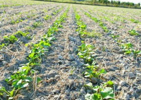 Nowoczesne technologie uprawy gleby
