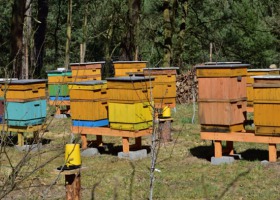 Zginęło prawie 2 mln pszczół - sprawę wyjaśnia policja