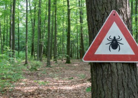 Ostrzeżenie! Kleszcze już w pełni aktywne