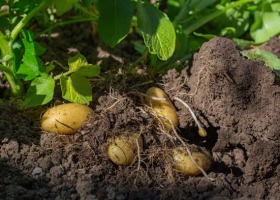 Ekologiczna uprawa ziemniaka - jak walczyć z chwastami?