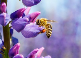 Światowy Dzień Pszczół - jak pomóc przetrwać tym owadom?