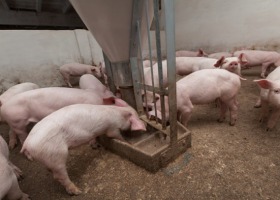 Kryzys na rynku wieprzowiny - rolnicy z Kujaw apelują o pomoc