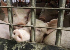 Czy będą dopłaty dla producentów świń ze stref niebieskich?
