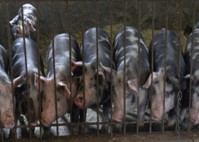 Mięso świń ras rodzimych - czy ma lepszą jakość?