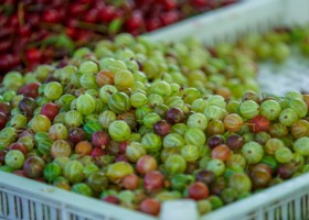 Drastyczny spadek cen na rynku owoców miękkich - zmowa cenowa?