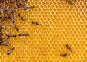 Zginęło 50 milionów pszczół!