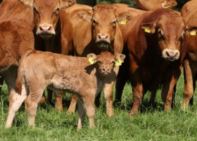 Podwyżka VAT na nasienie zwierząt - czy zaszła pomyłka?