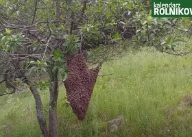"Z kamerą w pasiece" Jak złapać rój pszczół?