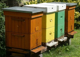 42 mln zł rocznie na nowy program pszczelarski