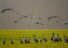 Plaga żurawi na polach