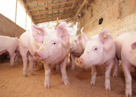 Koronawirus coraz mocniej dosięga branżę wieprzowiny