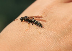 Użądlenia owadów - jak sobie z nimi radzić?