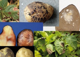 Choroby grzybowe na plantacjach ziemniaków