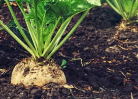 Rolnictwo zrównoważone ważne dla plantatorów buraka cukrowego