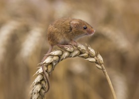 Gryzonie atakują pola! Dopłat do ubezpieczenia upraw nie będzie