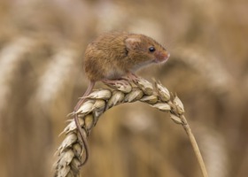 Gryzonie atakują pola! Dopłat do ubezpieczenia upraw nie będzie