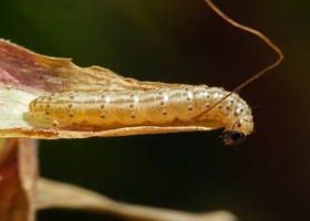 Omacnica chłodnego lata nie lubi